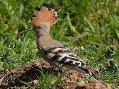 hoopoe bird